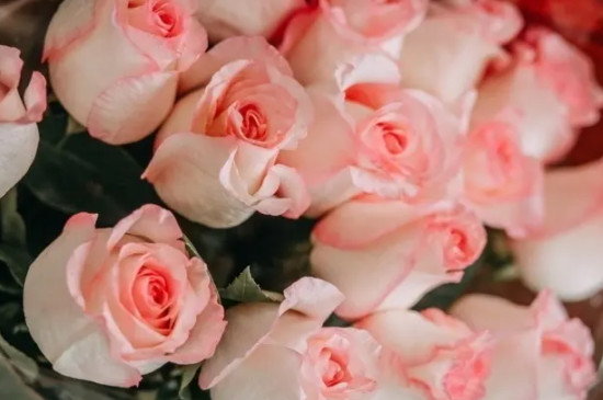 粉色玫瑰花19朵含义