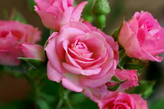 粉色玫瑰花19朵含义