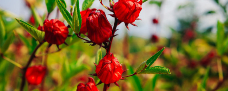 洛神花的花语和象征