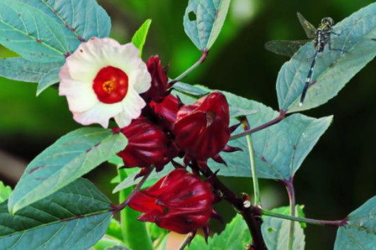 洛神花的花语和象征