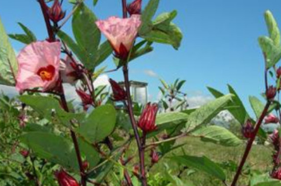 洛神花的花语和象征