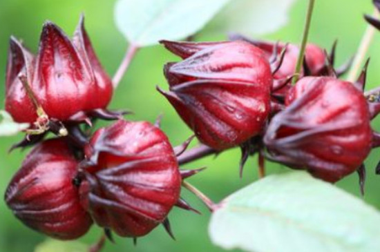 洛神花的花语和象征