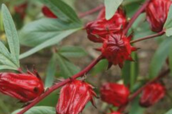 洛神花的花语和象征