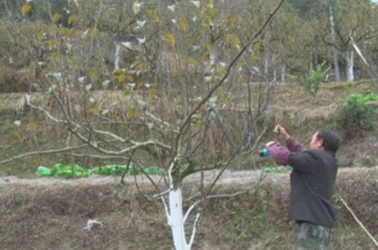 哪种方法防止梨果的病虫害