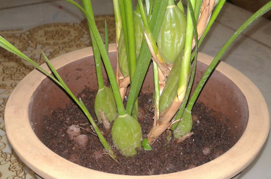 茎分为哪4种类型