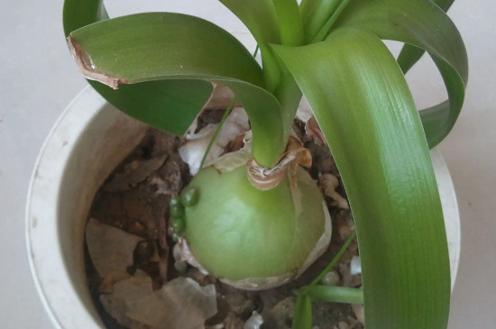 茎分为哪4种类型