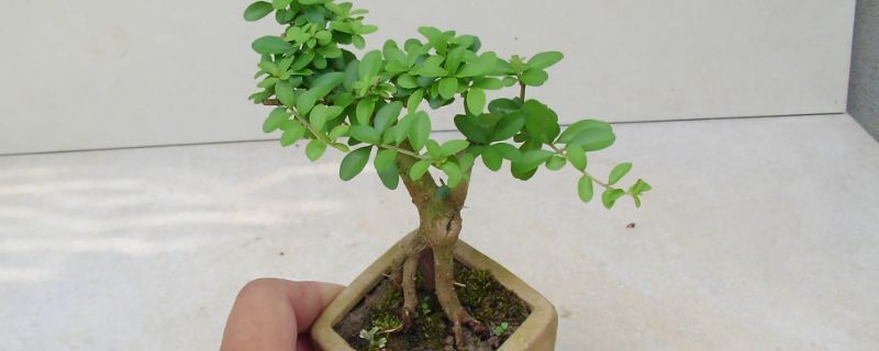 茎分为哪4种类型