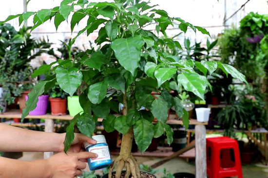 幸福树冬天在屋里掉叶怎么办