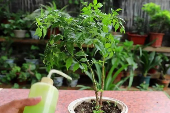 幸福树冬天在屋里掉叶怎么办