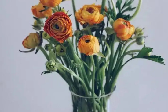 水养洋牡丹怎么养不垂头