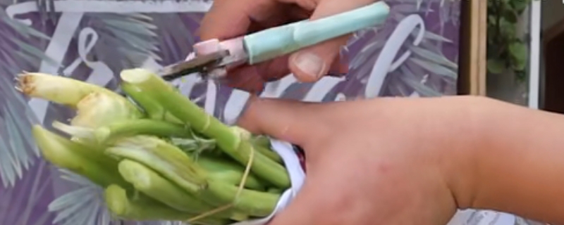 水养洋牡丹怎么养不垂头