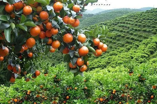 沙糖桔树一般的寿命