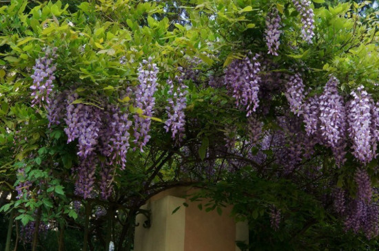 紫藤花一年开几次