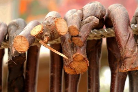 刚砍的桃木怎样才能不开裂