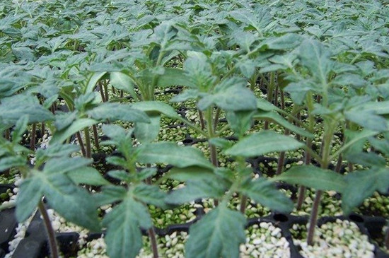 番茄苗多大可以移栽