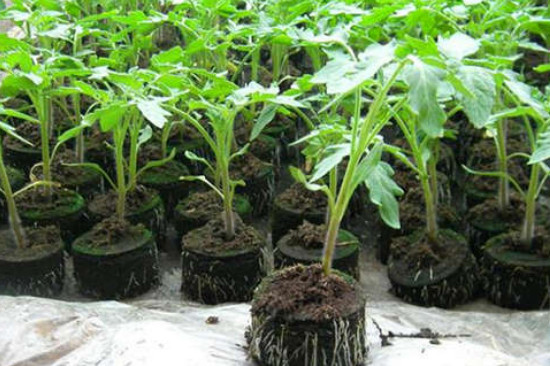 番茄苗多大可以移栽