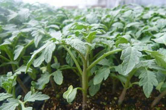 番茄苗多大可以移栽