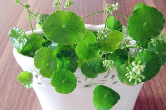 铜钱草能晒太阳吗