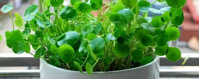 铜钱草能晒太阳吗