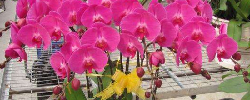 插花30种常用花材名称