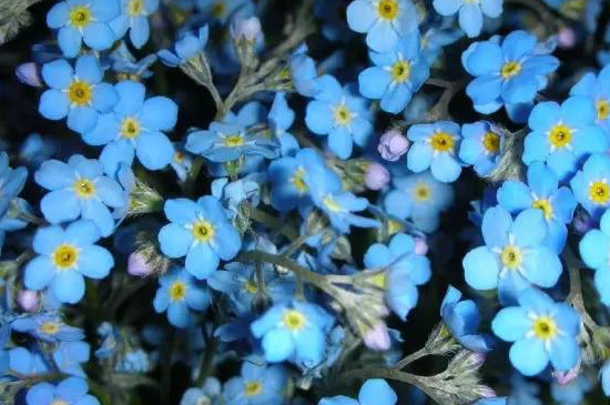 插花30种常用花材名称