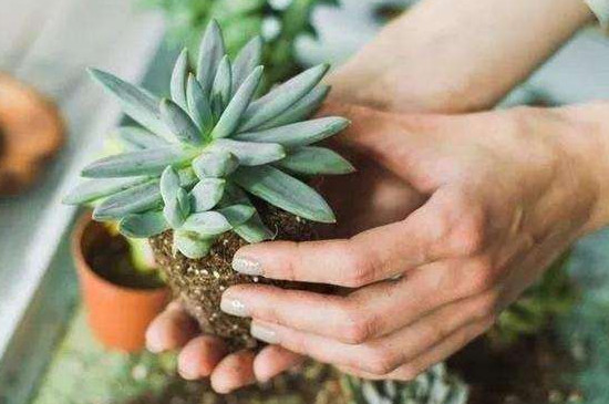 bet365365体育
怎么养才爆盆