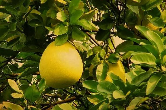 香泡和柚子的区别