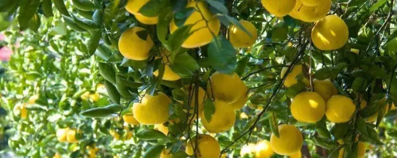 香泡和柚子的区别