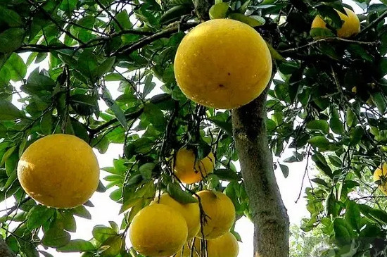 香泡和柚子的区别