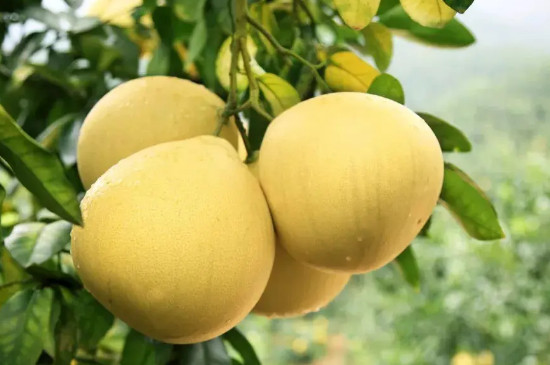 香泡和柚子的区别