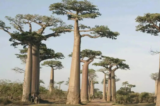 猴面包树耐旱的原因