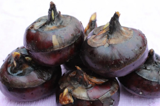 马蹄种植方法和时间