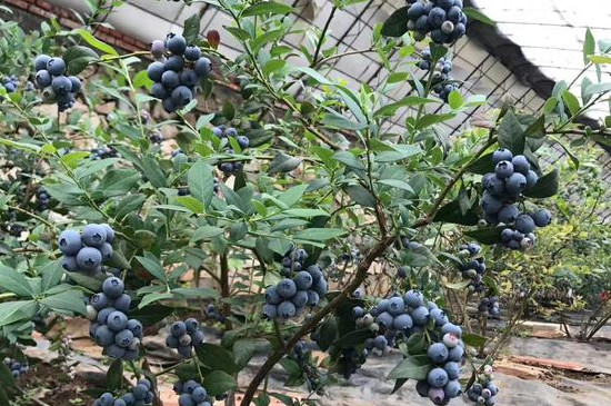 蓝莓耐寒最低多少度