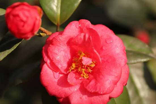 茶花最简单插扦水泡法