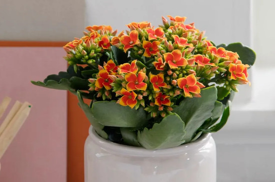 春兰四大奇花是哪四种