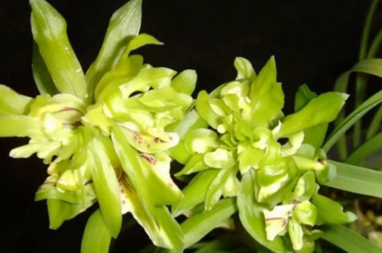 春兰四大奇花是哪四种