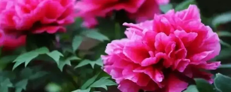 春兰四大奇花是哪四种