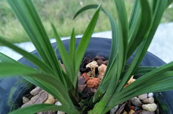 春兰四大奇花是哪四种