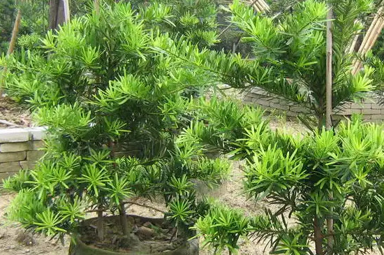 罗汉松干枝干叶是什么问题