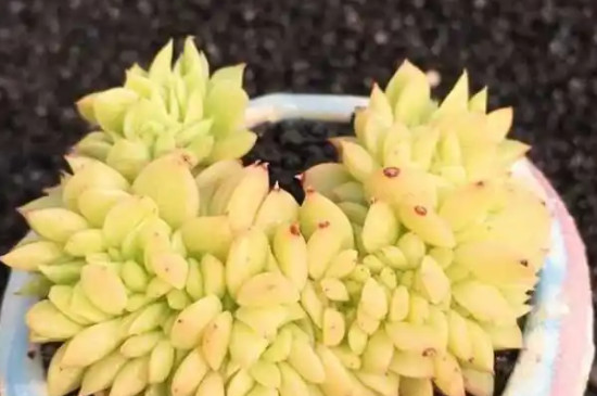 多肉可以放在室外养吗