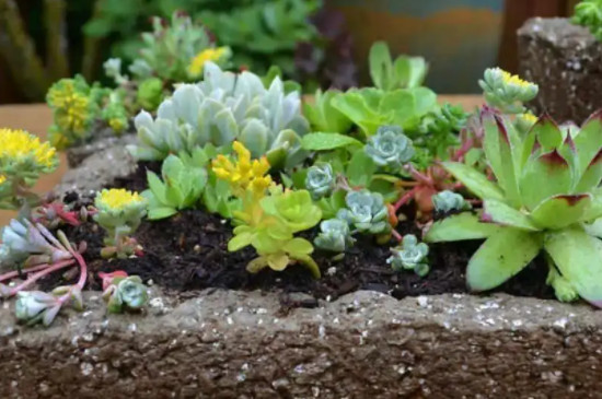 多肉可以放在室外养吗