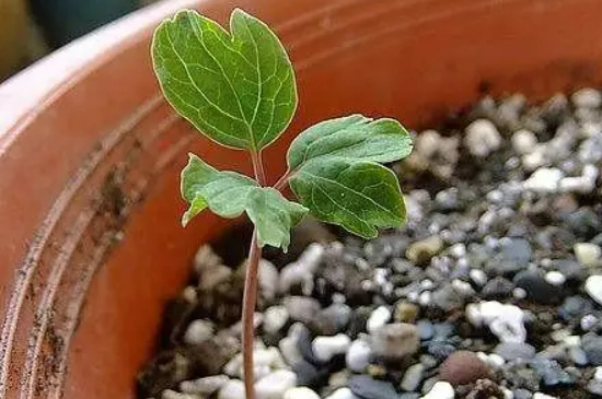 牡丹花能扦插吗