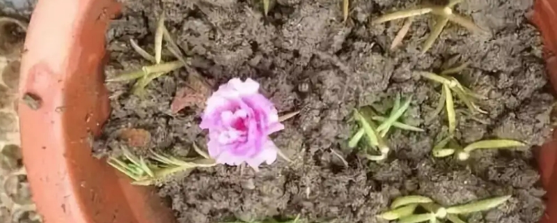 牡丹花能扦插吗