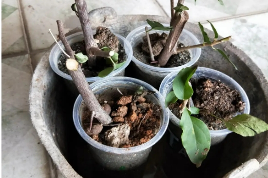 牡丹花能扦插吗