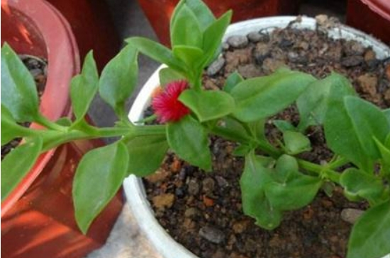 牡丹花能扦插吗