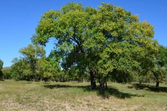 榆树的寓意和象征