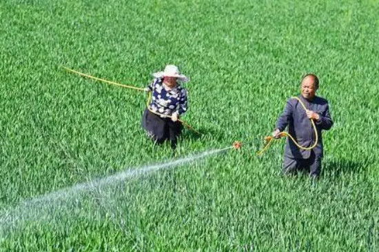 吡虫啉可以灌根吗