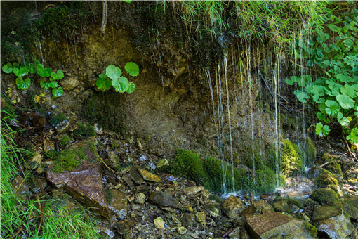 千金藤别名-摄图网