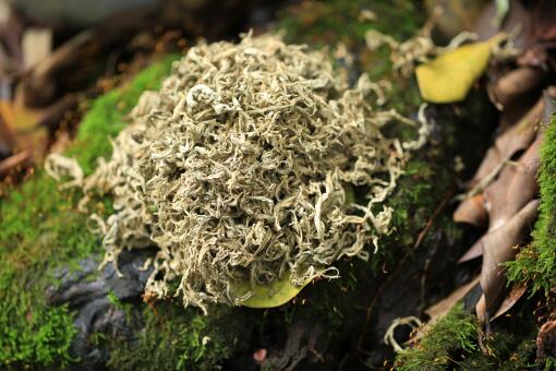 艾草怎么驱蚊-摄图网