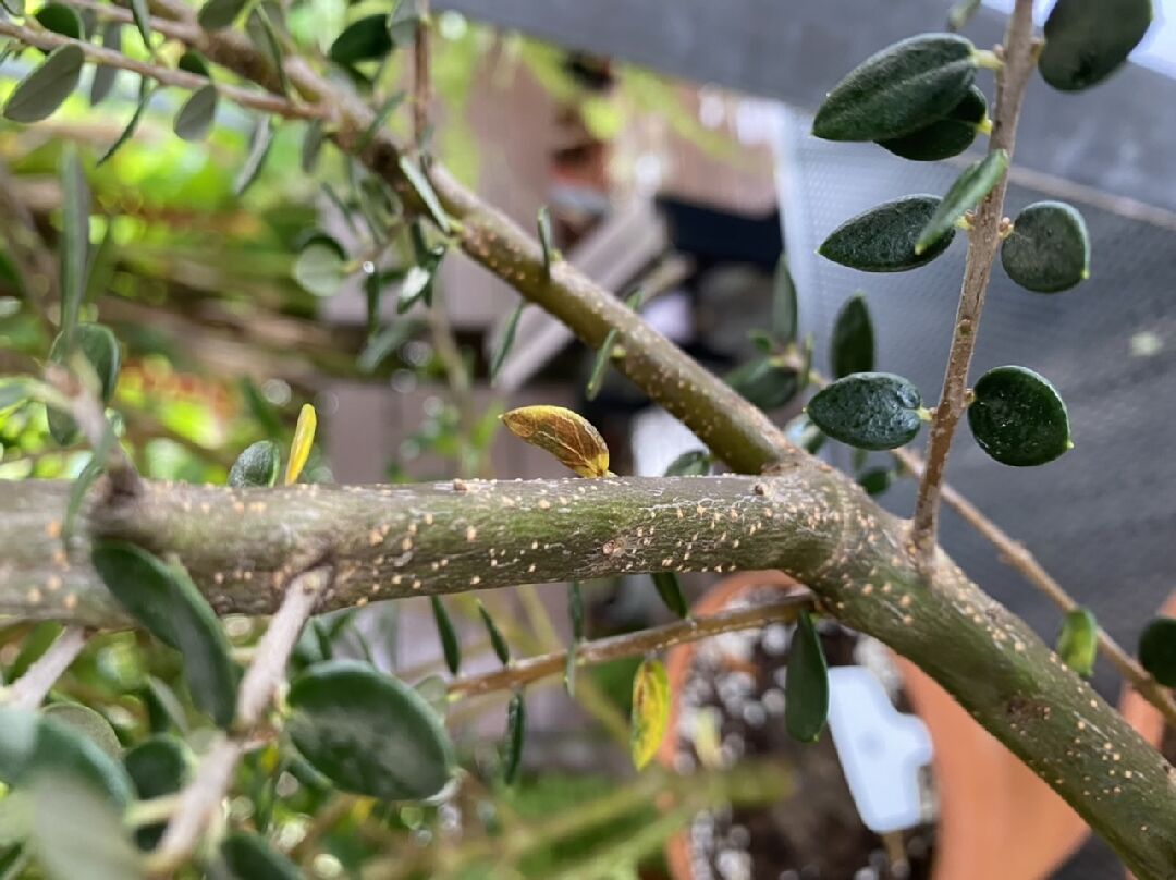 橄榄树的树枝ㄧ点一点的